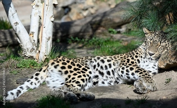 Fototapeta A cheetah sleeping