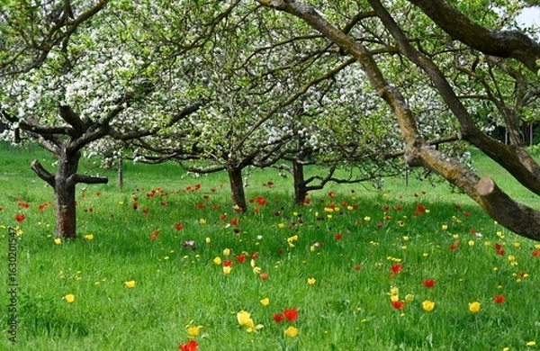 Fototapeta Spring flowers