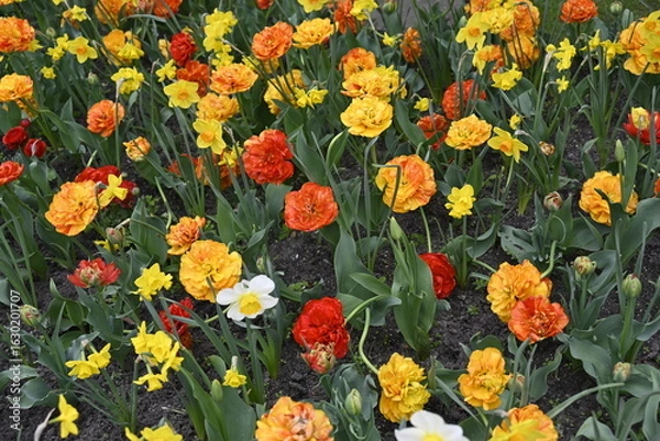 Fototapeta Spring flowers garden