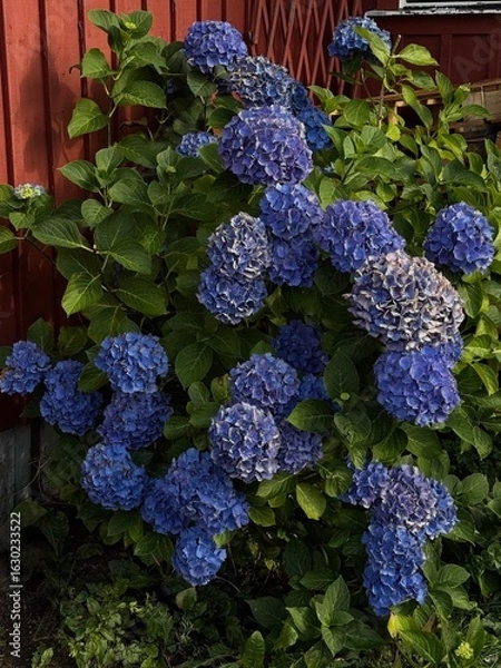 Obraz Big Blue Hydrangea