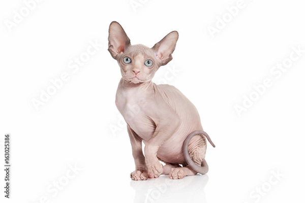 Fototapeta Cat. Canadian sphynx cat kitten on white background