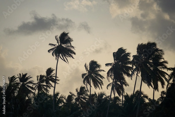 Fototapeta Palm trees in silhouette at sunset in the San Blas Islands, off the Caribbean coast of Panama