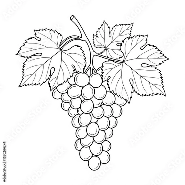 Fototapeta black and white vector images of various fruits