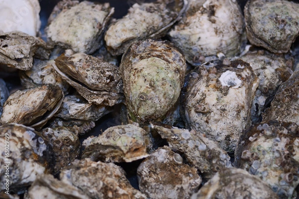 Fototapeta fresh Opened Oysters in market as background