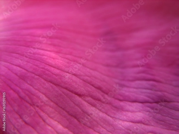 Obraz Opened pink rose petals. Macro
