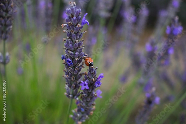 Obraz lavender in provence