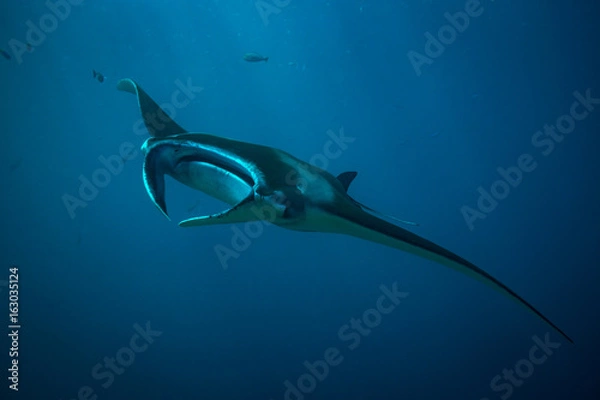 Obraz Manta ray
