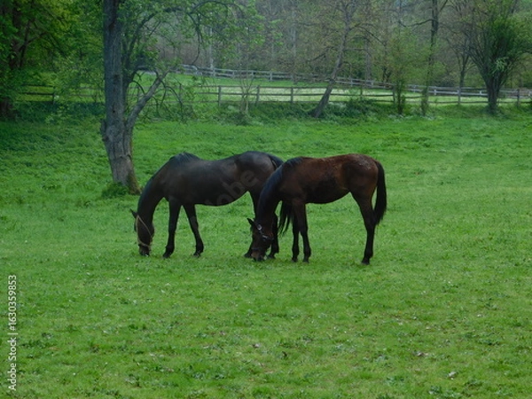 Obraz Mare and foal on the ranch 1