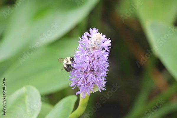 Obraz Bumble Bee on Flower