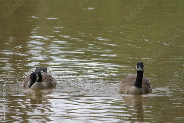 Obraz Two geese head on