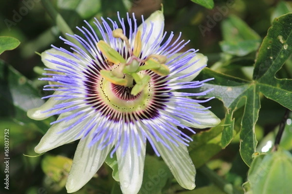 Obraz Passion Flower