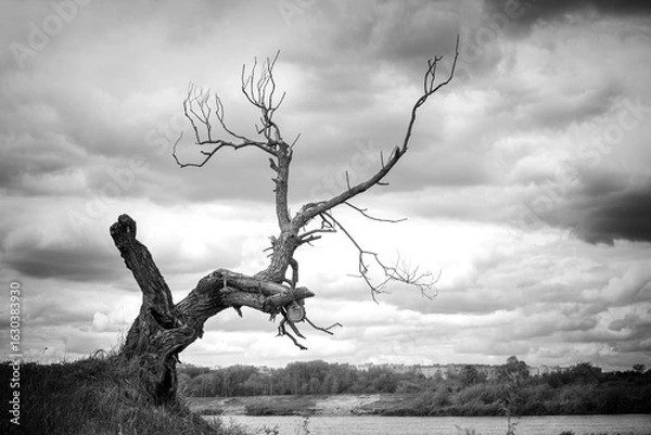 Fototapeta A dry tree on a high riverbank, beautiful clouds