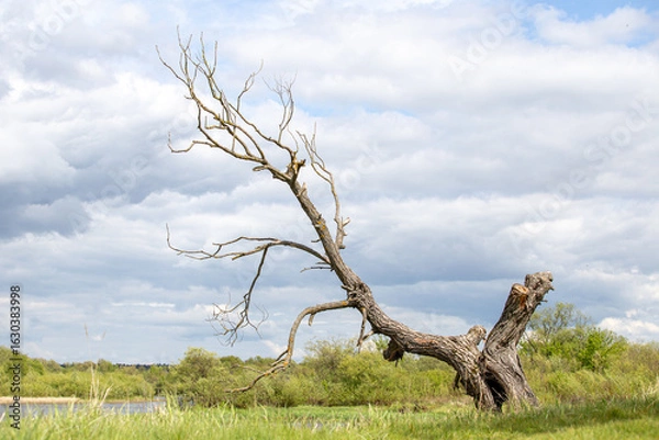 Fototapeta A dry tree on a high riverbank, beautiful clouds