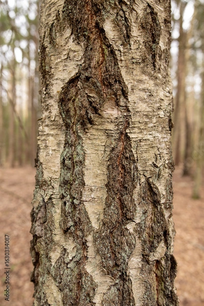 Fototapeta Birch bark, the texture of tree bark. Birch tree trunk