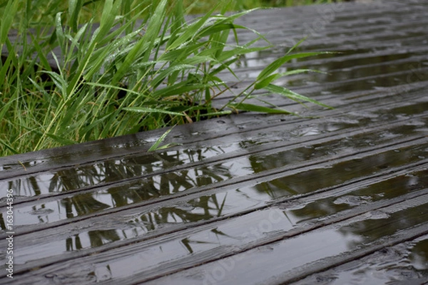 Obraz 雨のボードウオーク