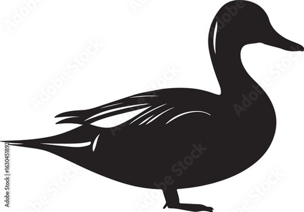 Obraz Northern Pintail Vector Silhouette