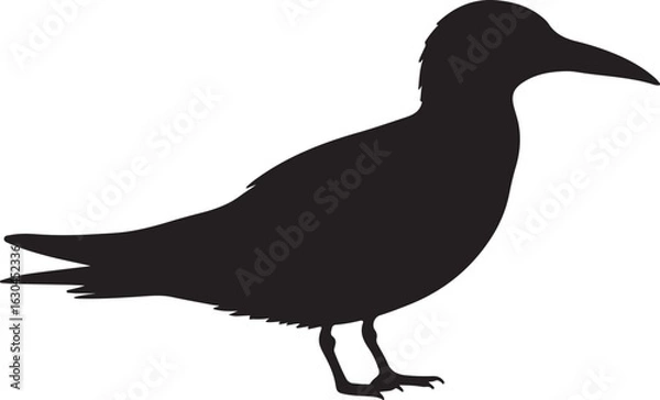 Obraz Orange-billed Tern Vector Silhouette