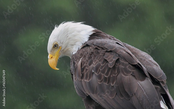 Fototapeta Bald Eagle, Canada