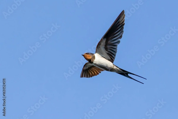 Obraz barn swallow
