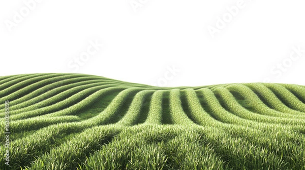 Fototapeta Rolling green wheat field agriculture with fresh vibrant texture and natural light for farming projects isolated on white background 