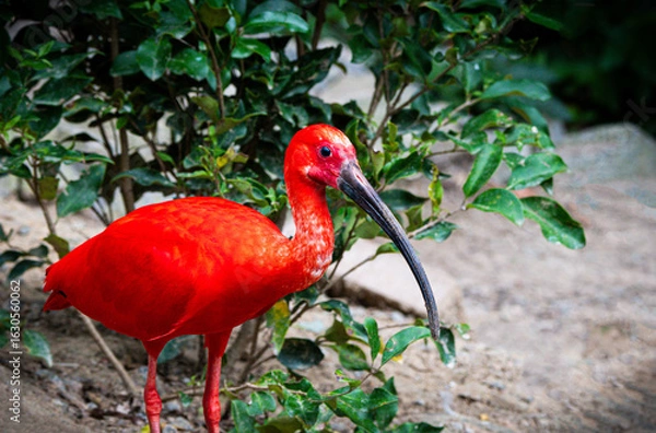 Obraz scarlet ibis bird