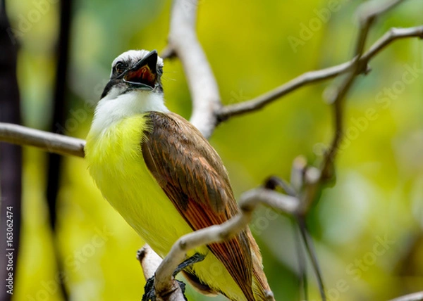 Obraz Great Kiskadee (Pitangus sulphuratus), a large tyrant flycatcher, singing.