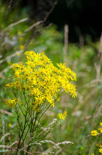 Fototapeta Groundsel