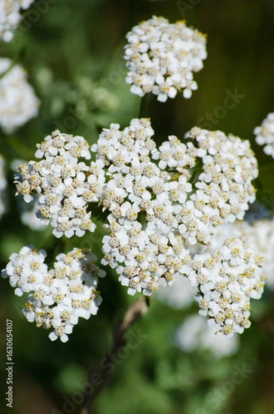 Fototapeta Yarrow