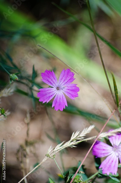 Fototapeta Dianthus
