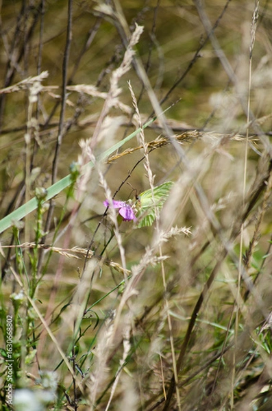 Fototapeta A butterfly on a flower