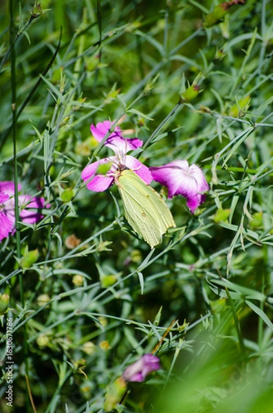 Obraz A butterfly on a flower