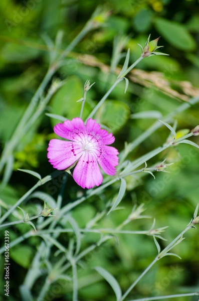 Fototapeta Dianthus