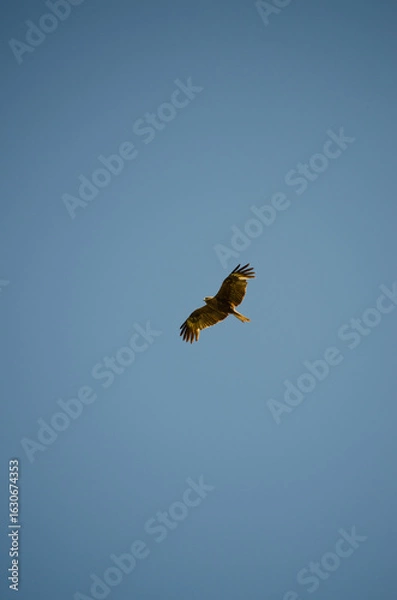 Fototapeta The black kite