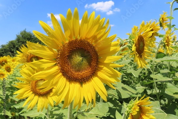 Obraz 真夏のひまわり