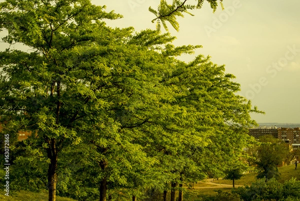 Fototapeta srping trees