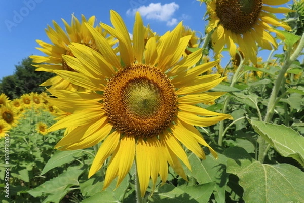 Obraz 午後のひまわり