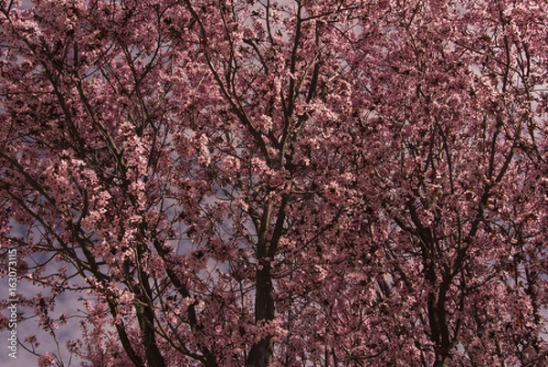 Fototapeta srping trees