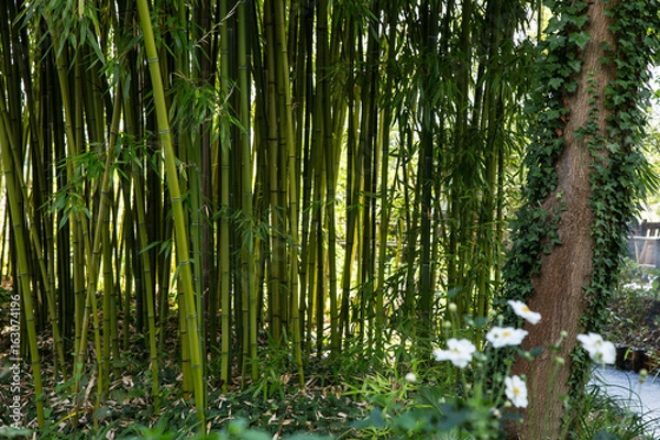 Fototapeta Garden of Claude Monet on sunny day in Giverny, France. Tropical plants.