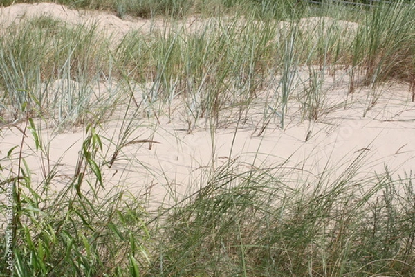 Fototapeta Wanderdüne an der Ostsee