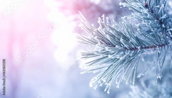 Fototapeta Icy Pine Tree Branch Covered in Snow with a Pink Light Haze in Winter