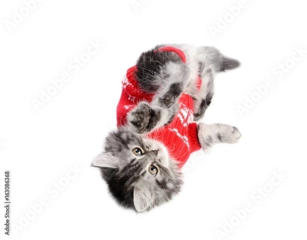 Obraz Kitty dressed in red sweater