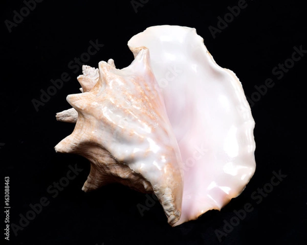 Obraz Large pink queen conch seashell on black fabric background