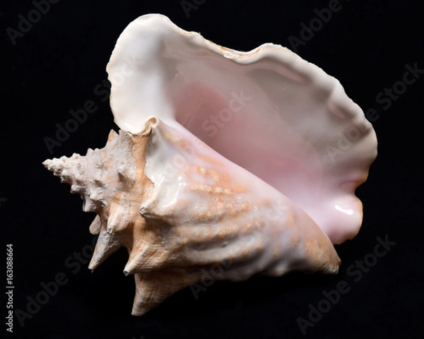 Obraz Large pink queen conch seashell on black fabric background
