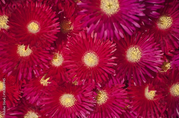 Fototapeta マツバギク