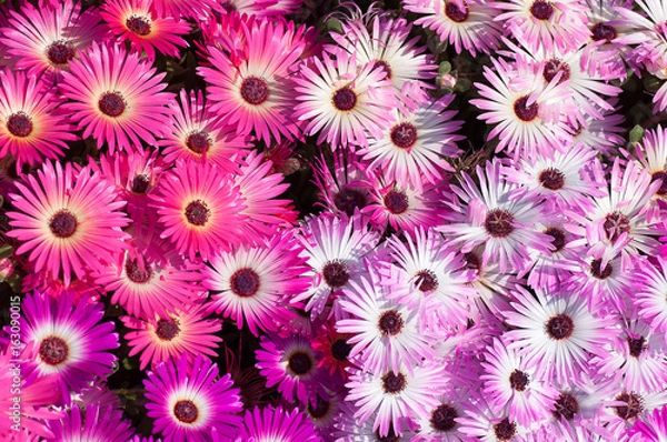 Fototapeta マツバギク