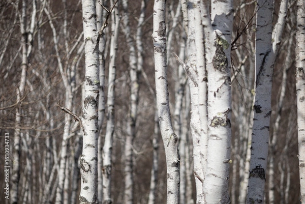 Obraz 春の白樺の森