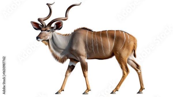 Fototapeta Majestic Kudu: The magnificent kudu, showcasing its spiraling horns and a striking coat, stands tall in its natural habitat, embodying grace and power.