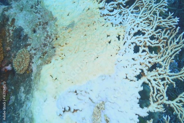 Obraz Coral bleaching reveals the impact of climate change on marine ecosystems and highlights the urgent need for conservation efforts