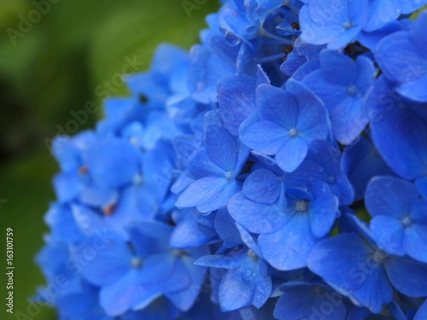 Fototapeta アジサイ