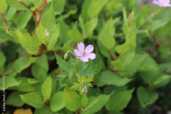 Fototapeta 白馬・小遠見山の風景。白馬五竜高山植物園。ハクサンフウロ。